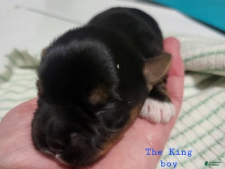 Yorkshire Terrier dogs - Ad 11