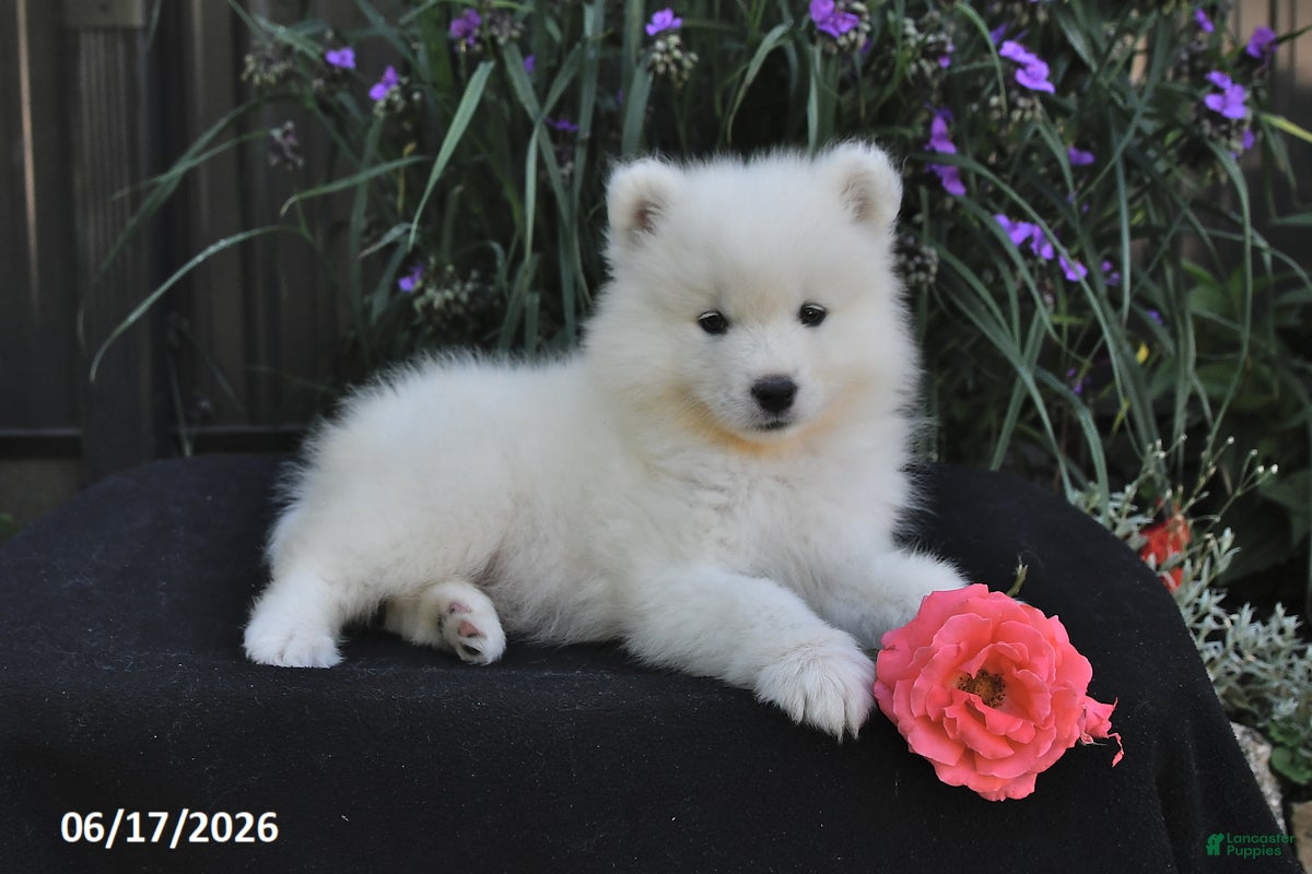 Samoyed dogs Rocky - Ad 2
