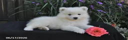 Samoyed dogs for sale: Rocky - Ad 2