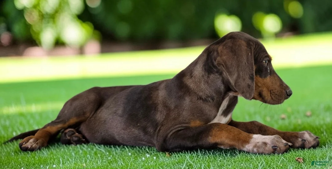 Catahoula Leopard Dog dogs for sale: Gypsie 2026 Female 1 - Ad 2