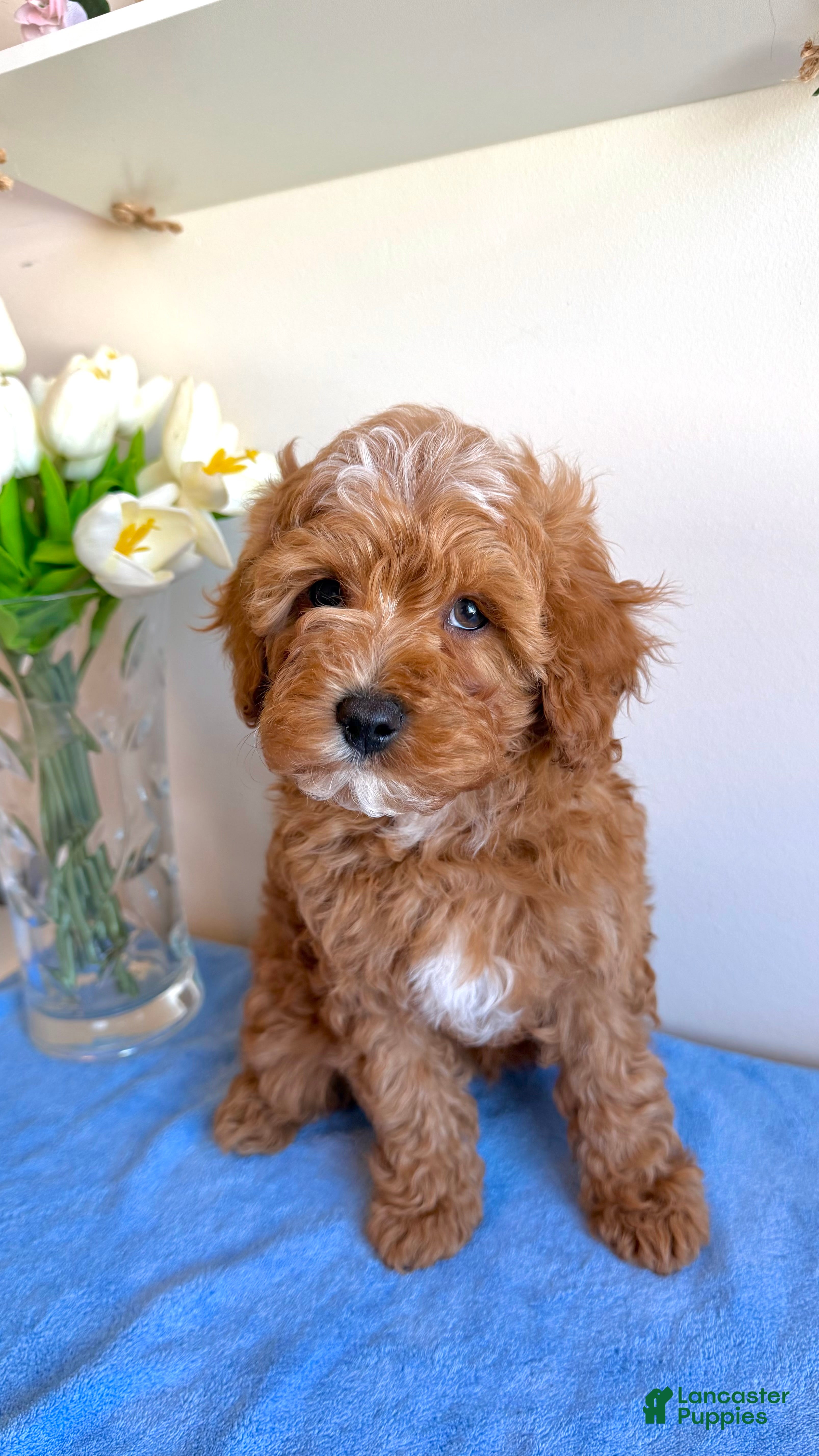 Cavapoo dogs 🐾 Remington 🇬🇧 Playful Sweet Hypoallergenic - Ad 2