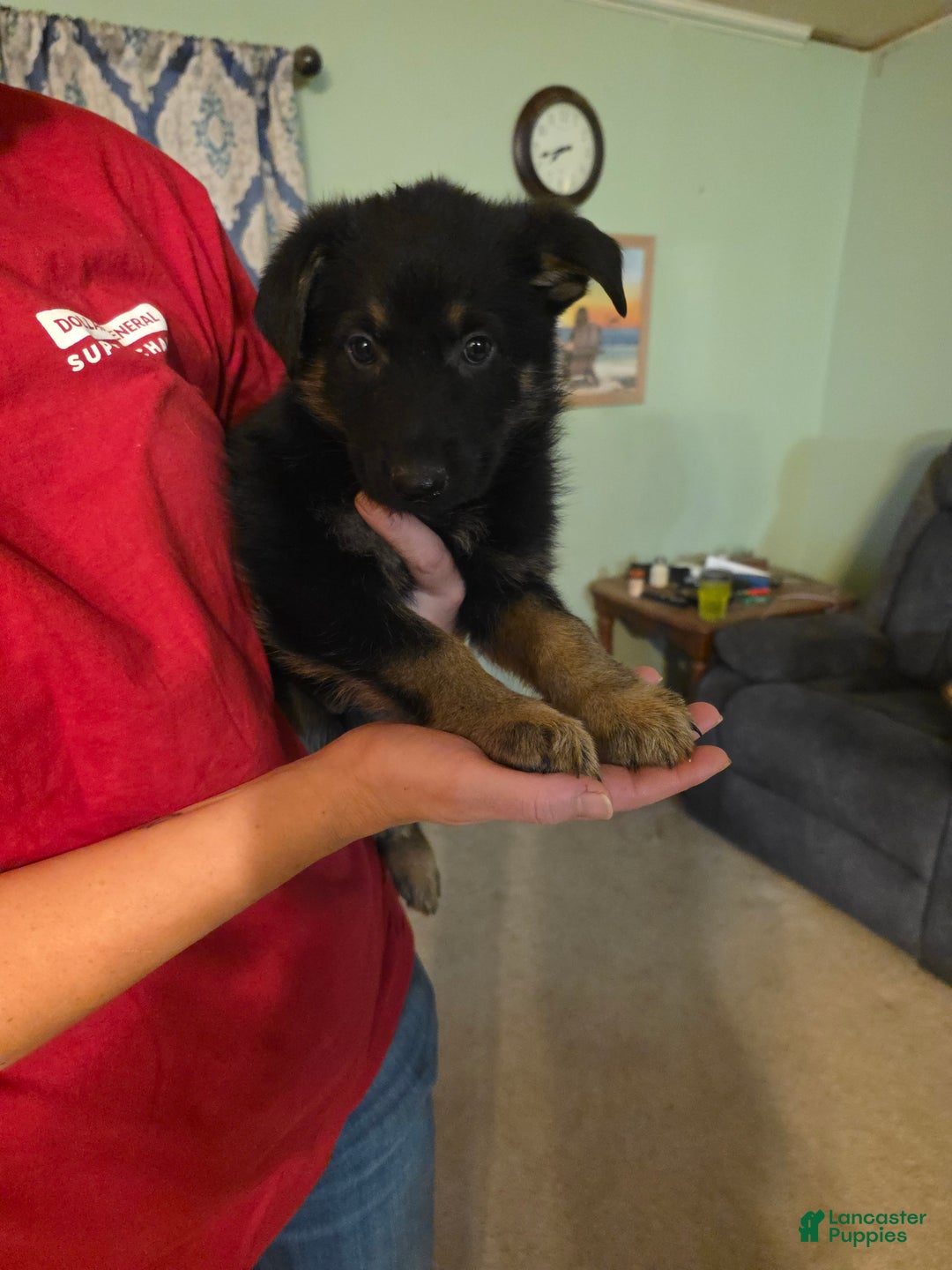 German Shepherd dogs for sale: German Shepherd Puppy 2 - Ad 4