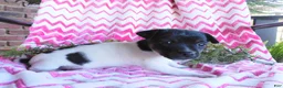 Jack Russell Terrier dogs for sale: Meeny - Ad 3