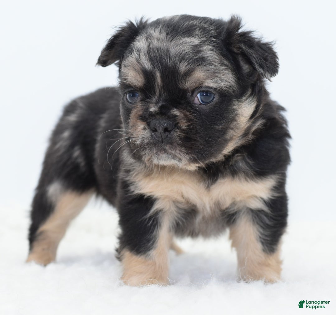 Mixed Breed dogs for sale: Chuck chocolate tri-color fluffy  - Ad 11