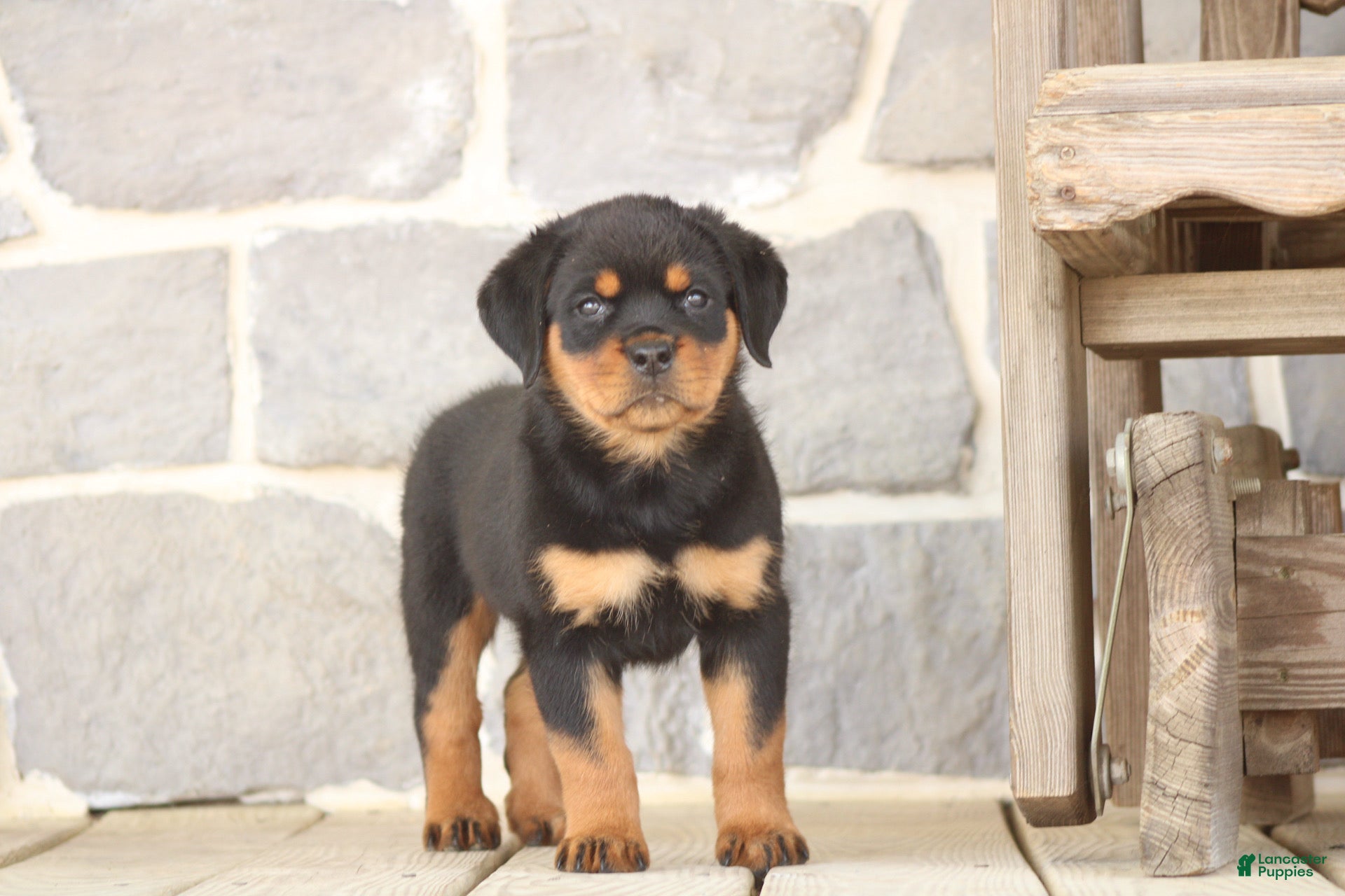 Rottweiler dogs for sale: Danielle - Ad 6