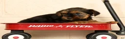 Yorkshire Terrier dogs for sale: Stella - Ad 9