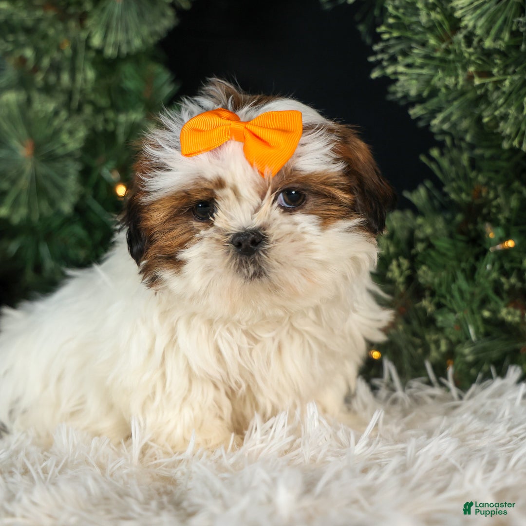 Shih Tzu dogs for sale: RANDY - Ad 8