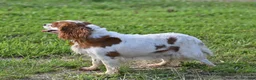 Cavalier King Charles Spaniel dogs for sale: Beulah - Ad 3