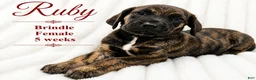 Great Dane dogs for sale: Ruby - Ad 5