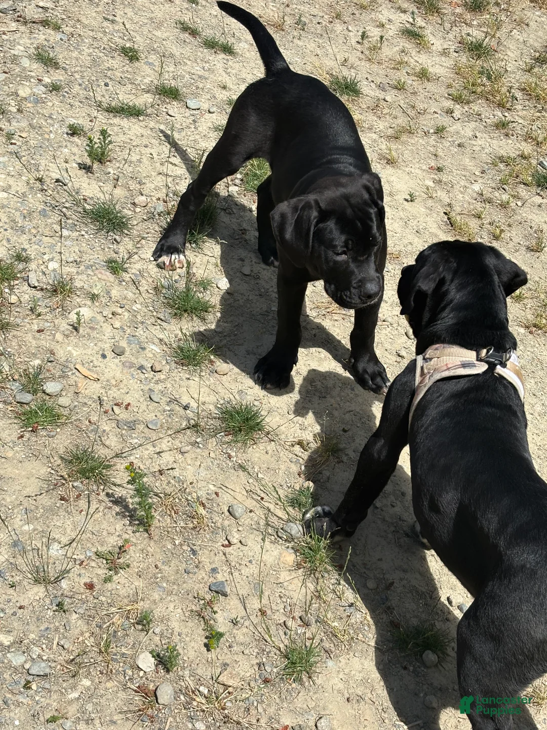 Mixed Breed dogs for sale: Mixed Breed 1 - Ad 2