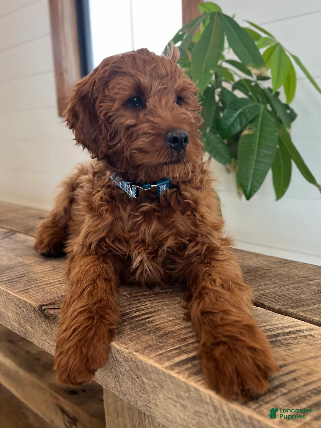 Irish Doodle dogs for sale: Copper - Ad 5