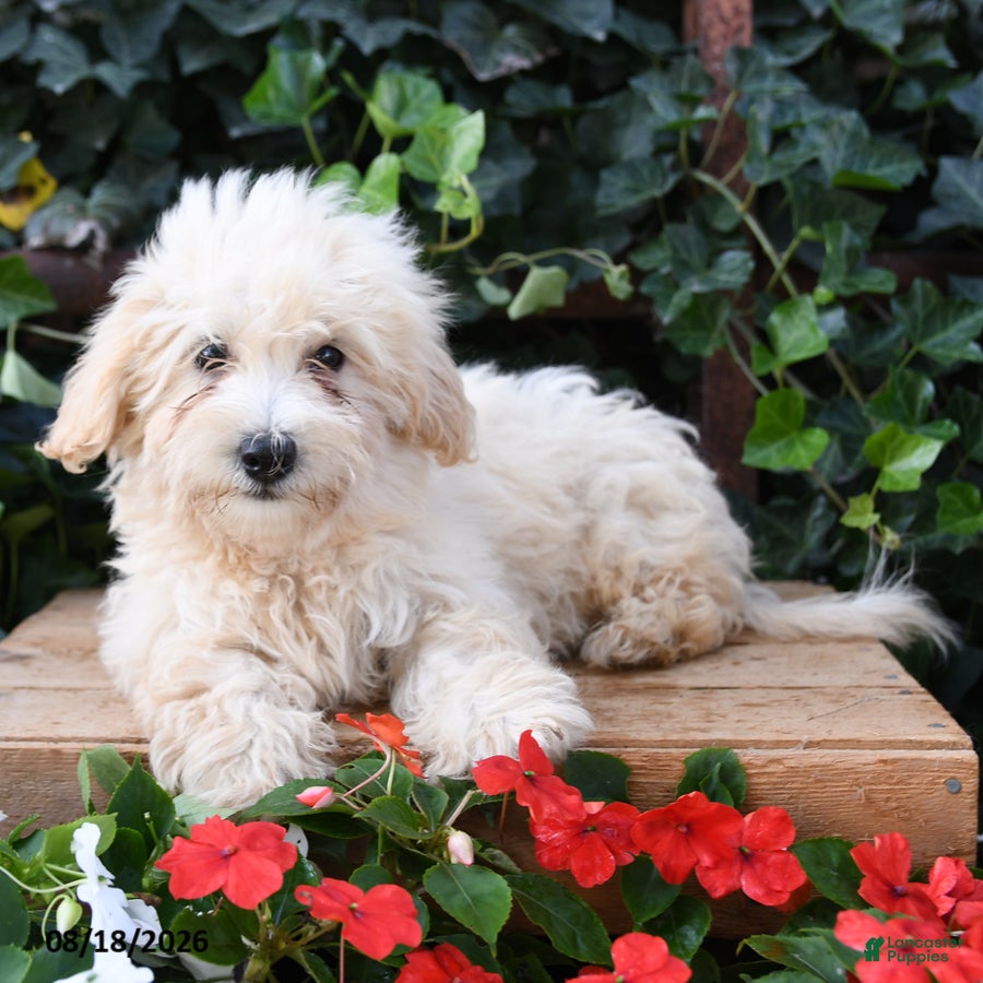 Maltipoo dogs Lily - Ad 2