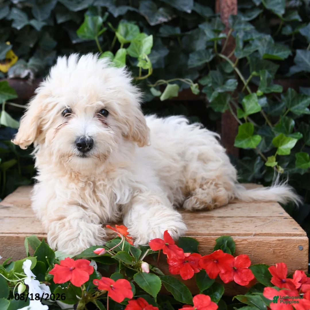 Maltipoo dogs for sale: Lily - Ad 2