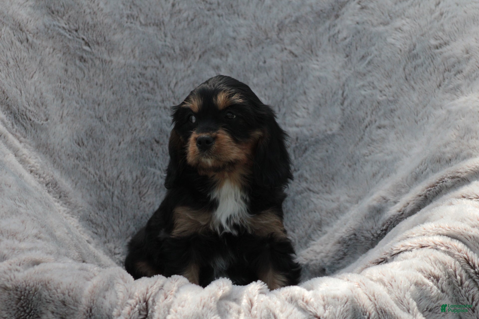 Cavapoo dogs Charm - Ad 2