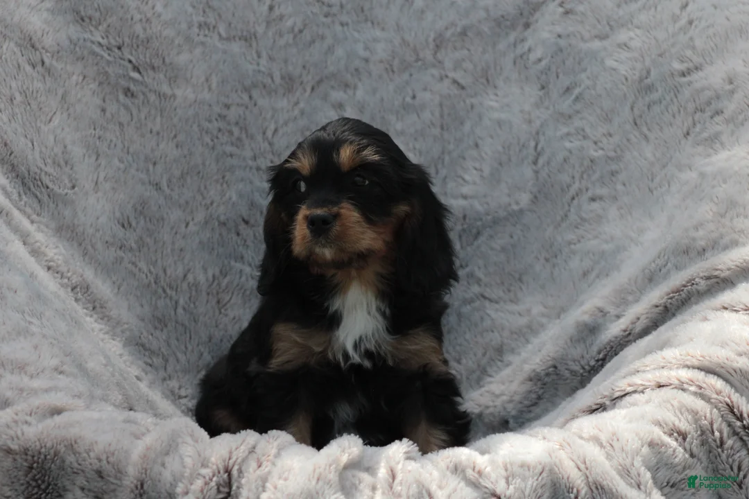 Cavapoo dogs for sale: Charm - Ad 2