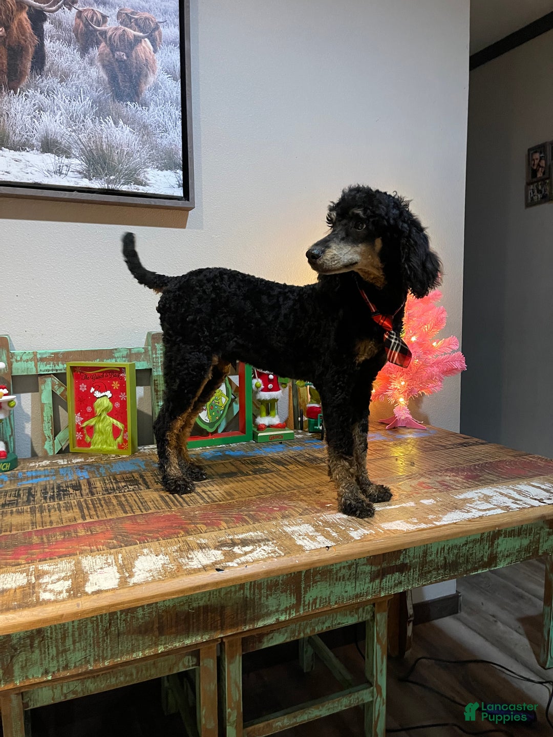 Miniature Poodle dogs for sale: Akc Cinch - Ad 4