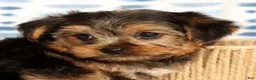 Yorkshire Terrier dogs for sale: Ally - Ad 9