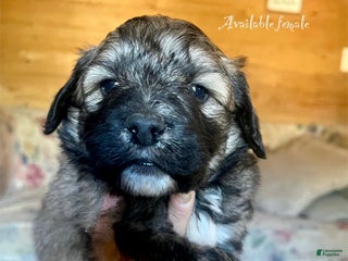 Mixed Breed dogs Hot Cocoa - Ad 27