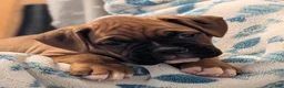 Boxer dogs for sale: Bentley  - Ad 1
