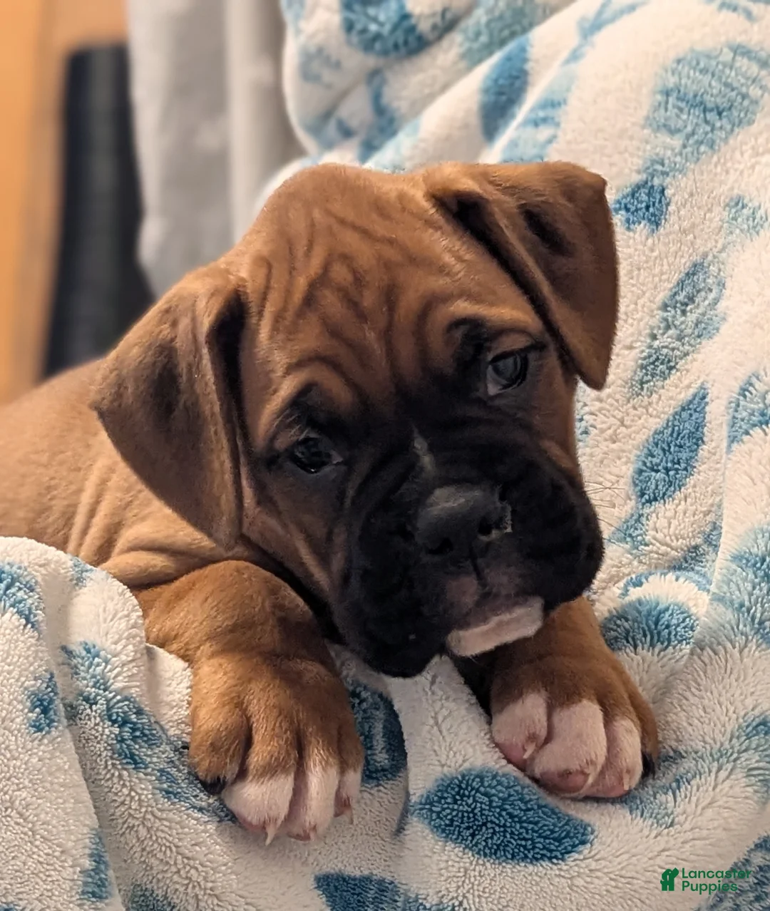 Boxer dogs for sale: Bentley  - Ad 1