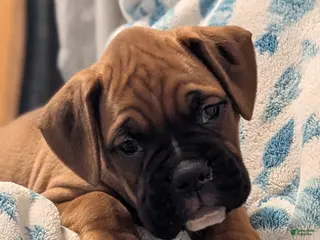 Boxer dogs for sale: Bentley - Ad 2