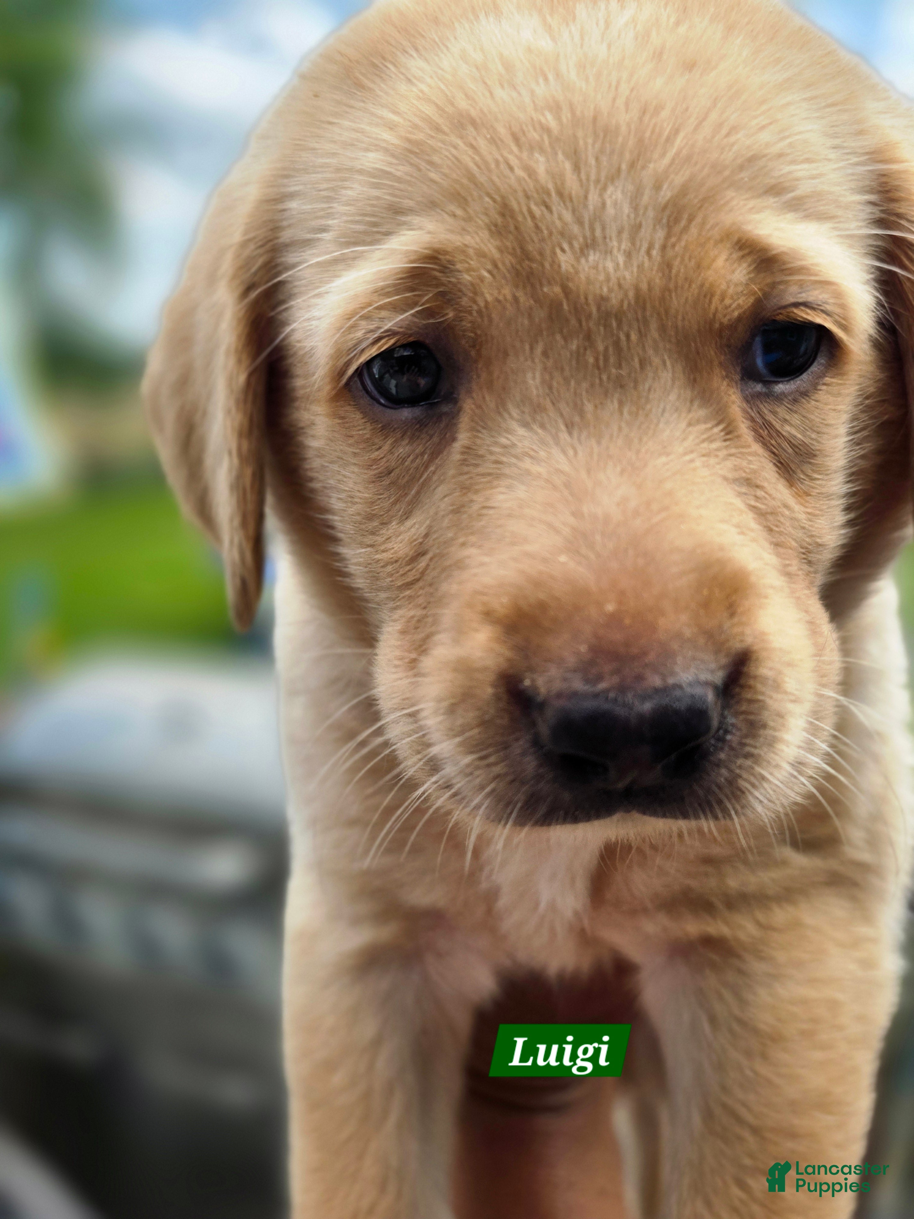 Labrador Retriever dogs for sale: Luigi - Ad 4