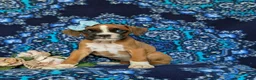 Boxer dogs for sale: Alisha - Ad 1