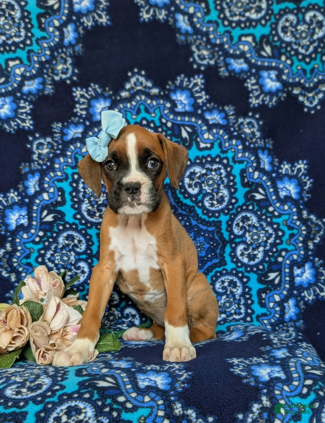 Boxer dogs for sale: Alisha - Ad 1