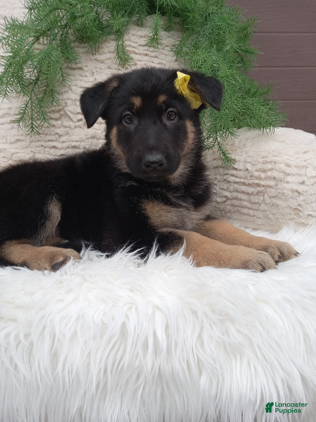 German Shepherd dogs for sale: Bella  - Ad 3