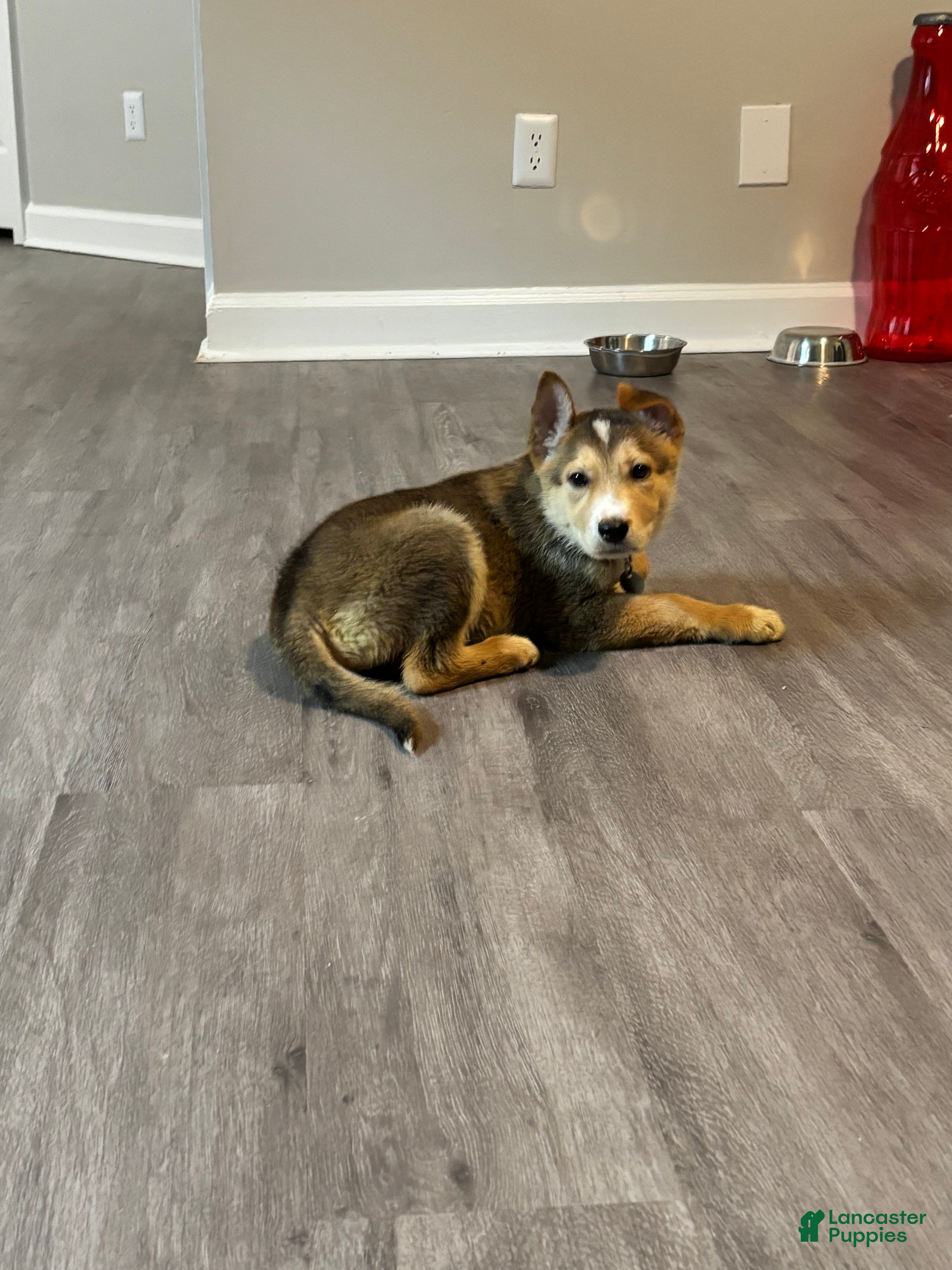 Mixed Breed dogs Caramel - Ad 37