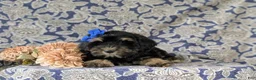 Cockapoo dogs for sale: Lauralee - Ad 5