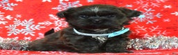 Shih Tzu dogs for sale: Toby - Ad 8