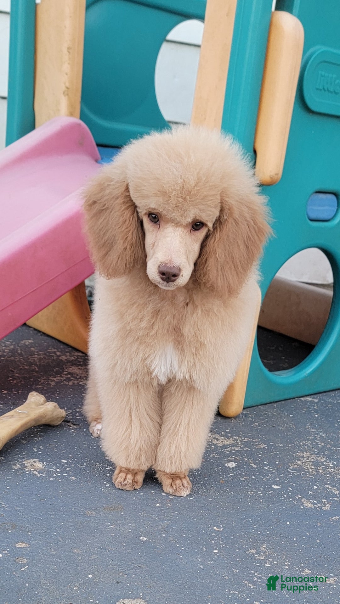 Miniature Poodle dogs for sale: Rusty moyen poodle  - Ad 5