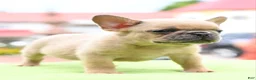 Mixed Breed dogs for sale: Peanut micro puppy  - Ad 3