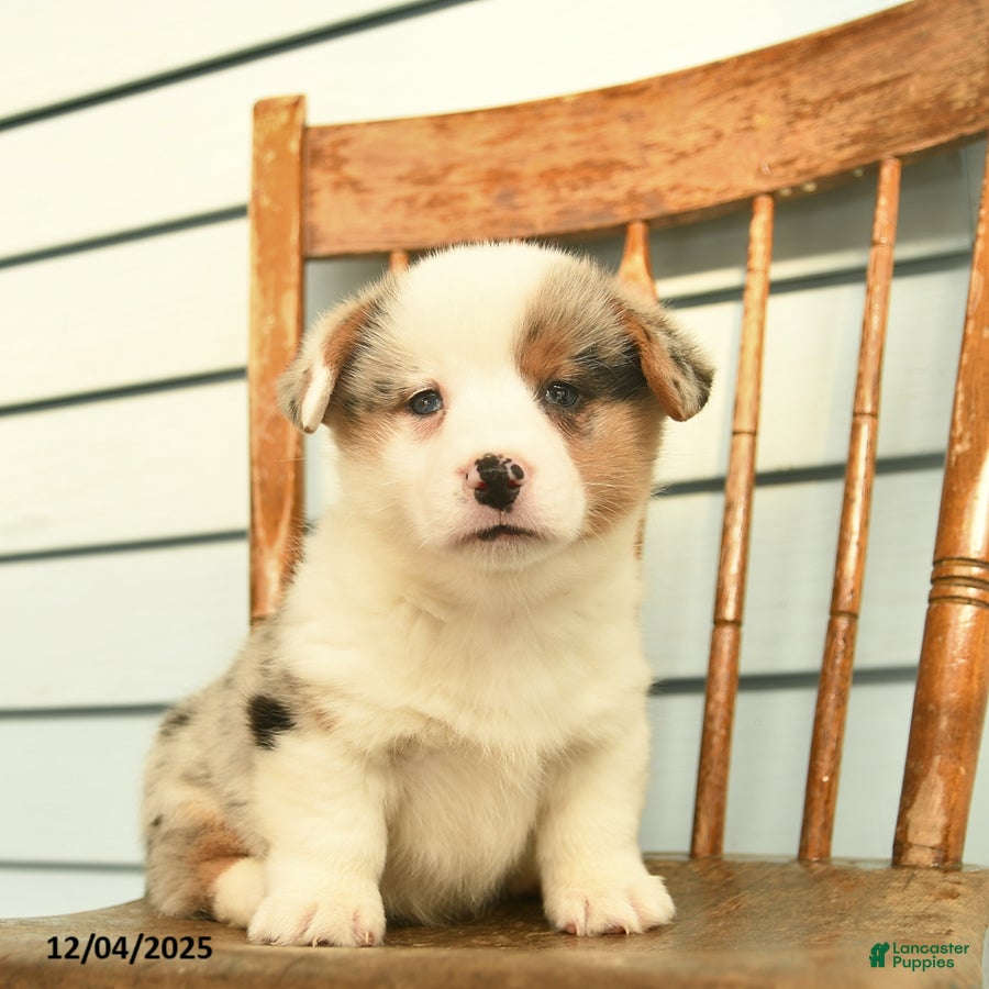 Welsh Corgi Pembroke dogs Sage  - Ad 35