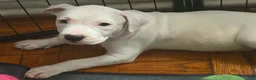 Mixed Breed dogs for sale: HONEY - Ad 3