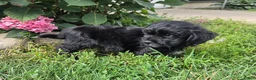 Shihpoo dogs for sale: Wyatt - Ad 6