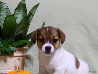 Jack Russell Terrier dogs - Ad 11