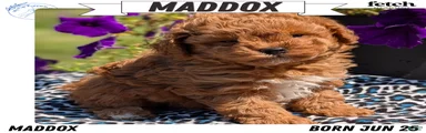 Maddox