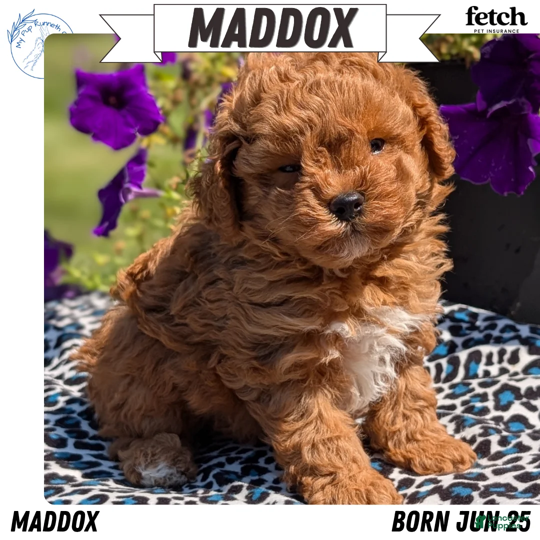 Toy Poodle dogs for sale: Maddox - Ad 1