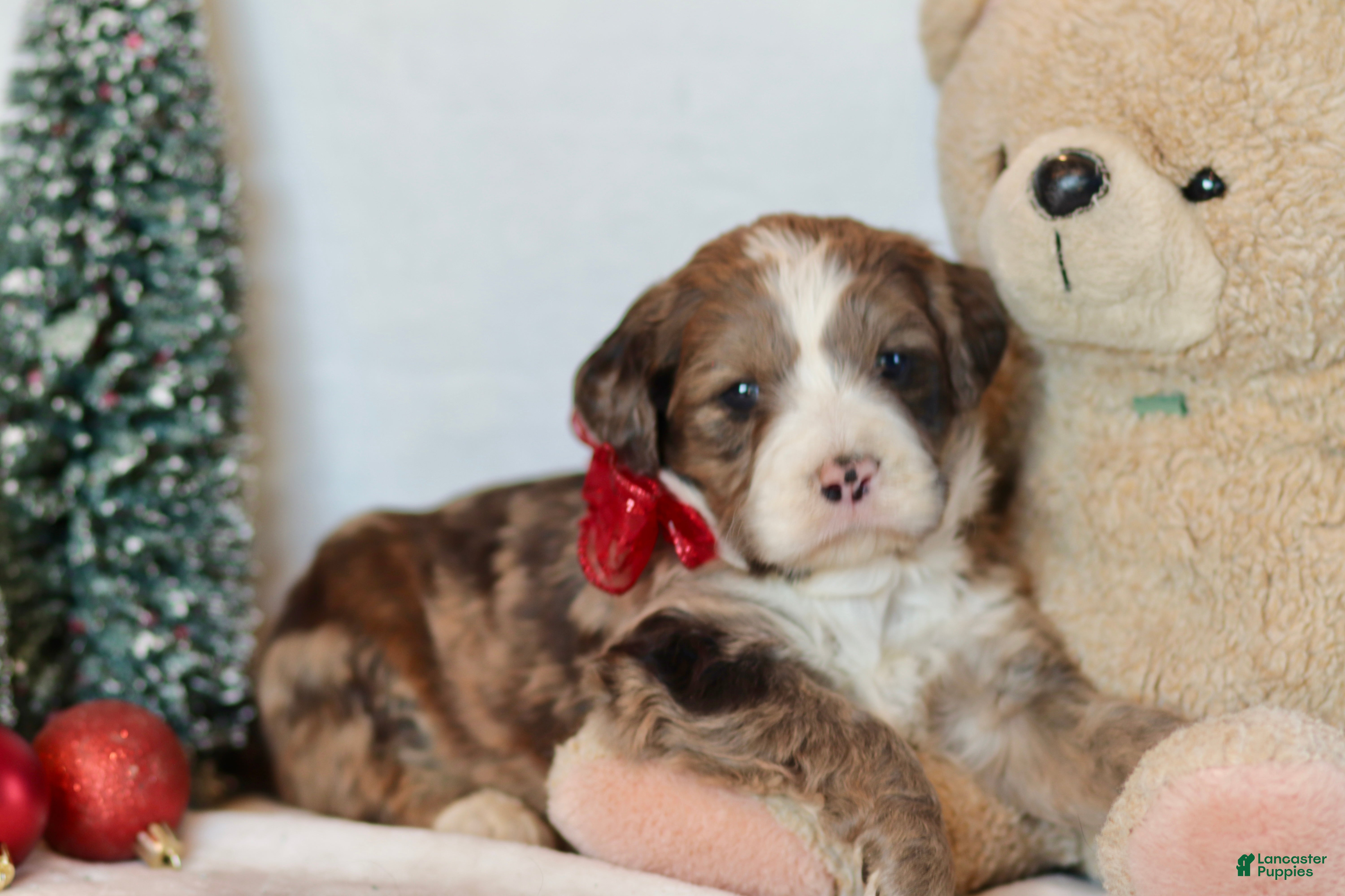 Bernedoodle dogs Aspen - Ad 32