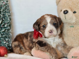 Bernedoodle dogs Aspen - Ad 32