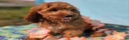Cockapoo dogs for sale: Cashmere - Ad 10