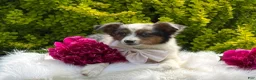 Toy Australian Shepherd dogs for sale: Mia - Ad 3