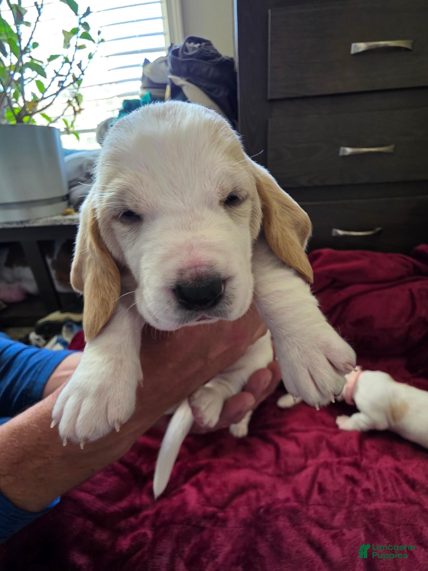 Basset Hound dogs for sale: Basset Hound 8 - Ad 39