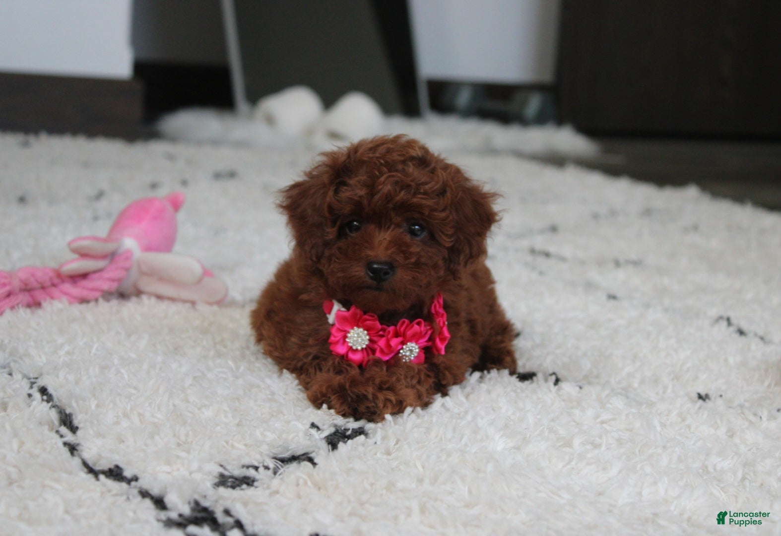 Toy Poodle dogs Kali - Ad 2