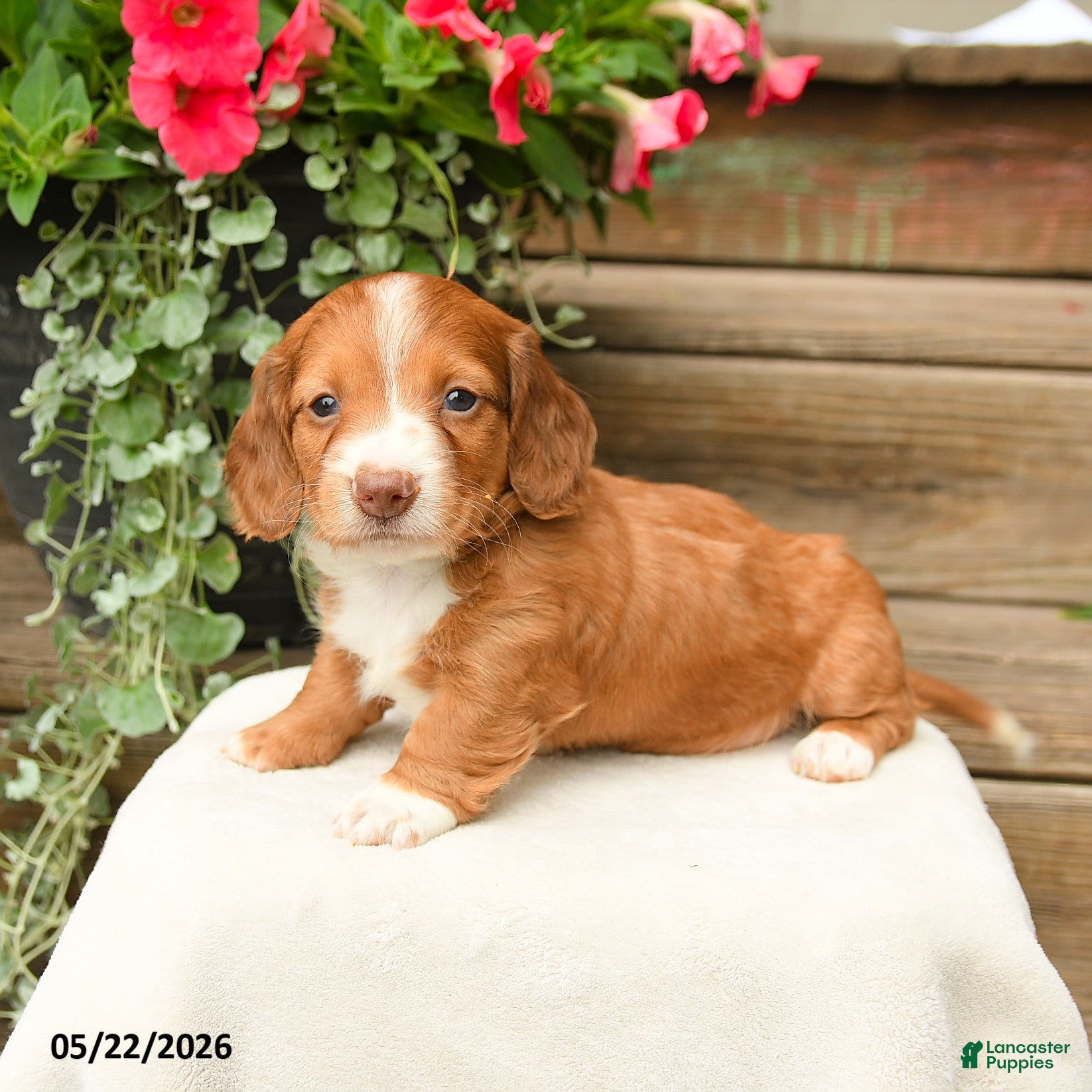 Dachshund dogs Arlo - Ad 1