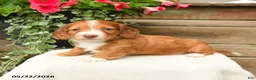 Dachshund dogs for sale: Arlo - Ad 1