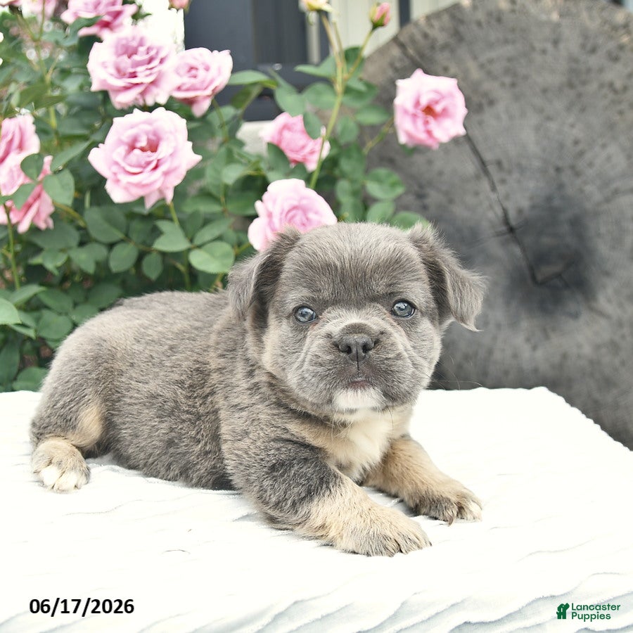 French Bulldog dogs Sage  - Ad 2