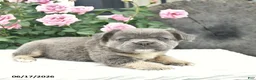 French Bulldog dogs for sale: Sage  - Ad 2